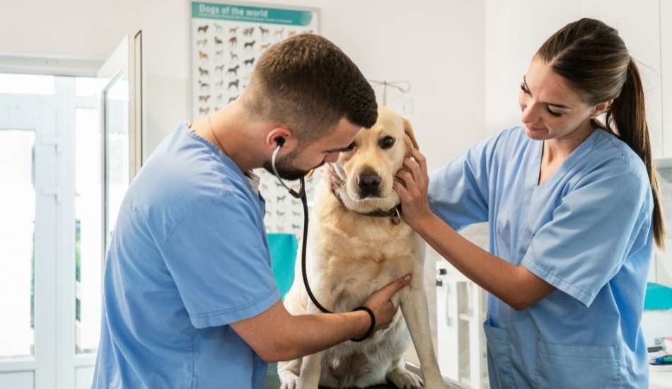 Competencias específicas del médico veterinario