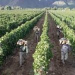 OFERTA DE EMPLEO PARA COSECHADORES