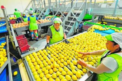 SE SOLICITAN 47 VACANTES PARA EMPACADORES DE FRUTAS |