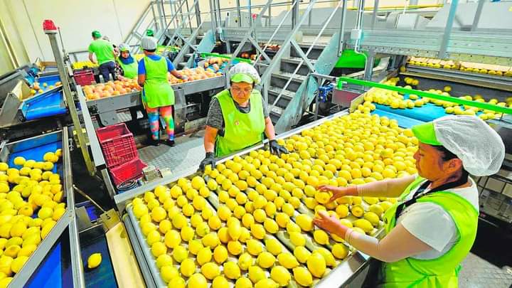 SE SOLICITAN 47 VACANTES PARA EMPACADORES DE FRUTAS |